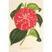 Reproductie van het schilderij Camellia Cariotta Peloso hybride - Charles Antoine Lemaire