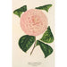 Camellia Caterina Rossi - Charles Antoine Lemaire — weergave van het kunstwerk