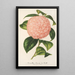 Reproductie van het schilderij Camellia Comte de Toll - Charles Antoine Lemaire