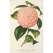 Reproductie van het schilderij Camellia Comte de Toll - Charles Antoine Lemaire