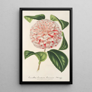 Charles Antoine Lemaire - Camellia Comtesse Lavinia Maggi.webp