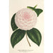 Camellia Constantin Trtiakoff hybride - Charles Antoine Lemaire — weergave van het kunstwerk