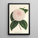 Camellia Constantin Trtiakoff hybride - Charles Antoine Lemaire — ingelijst kunstwerk aan de muur