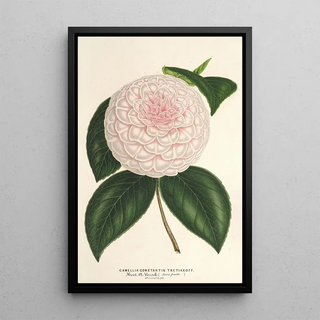 Charles Antoine Lemaire - Camellia Constantin Trtiakoff hybr.webp