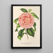 Reproductie van het schilderij Camellia Contessa Pasolini - Charles Antoine Lemaire