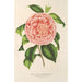 Reproductie van het schilderij Camellia Contessa Pasolini - Charles Antoine Lemaire