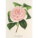 Camellia Contessa Tozzoni - Charles Antoine Lemaire — weergave van het kunstwerk