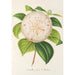 Camellia Cora L Barton - Charles Antoine Lemaire — weergave van het kunstwerk