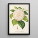 Camellia Cora L Barton - Charles Antoine Lemaire — ingelijst kunstwerk aan de muur