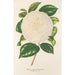 Camellia Dionisia Poniatowski - Charles Antoine Lemaire — weergave van het kunstwerk