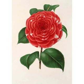 Charles Antoine Lemaire - Camellia Don Carlos Ferdinando.webp