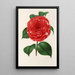 Camellia Don Carlos Ferdinando - Charles Antoine Lemaire — ingelijst kunstwerk aan de muur