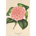 Camellia Elvina Delli - Charles Antoine Lemaire — weergave van het kunstwerk