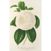 Camellia Fanny Sanchioli - Charles Antoine Lemaire — weergave van het kunstwerk