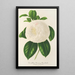 Camellia Fanny Sanchioli - Charles Antoine Lemaire — ingelijst kunstwerk aan de muur