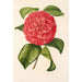 Camellia Francesco Burlamachi - Charles Antoine Lemaire — weergave van het kunstwerk