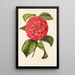 Camellia Francesco Burlamachi - Charles Antoine Lemaire — ingelijst kunstwerk aan de muur