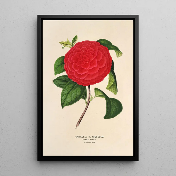 Charles Antoine Lemaire - Camellia Il Giogello.webp