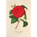 Reproductie van het schilderij Camellia Il Giogello - Charles Antoine Lemaire