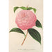 Camellia Isabella Orsini Franchetti - Charles Antoine Lemaire — weergave van het kunstwerk