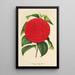 Camellia Italia unita - Charles Antoine Lemaire — framed artwork on a wall