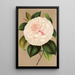 Reproductie van het schilderij Camellia Madame Cachet - Charles Antoine Lemaire