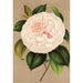 Reproductie van het schilderij Camellia Madame Cachet - Charles Antoine Lemaire