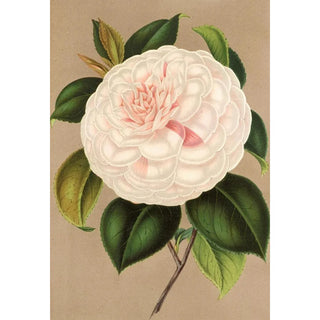 Charles Antoine Lemaire - Camellia Madame Cachet.webp