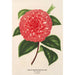 Camellia Madame Rudolph Abel - Charles Antoine Lemaire — weergave van het kunstwerk