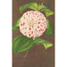 Camellia Madame Verschaffelt - Charles Antoine Lemaire — weergave van het kunstwerk