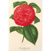 Camellia Marianna Talenti - Charles Antoine Lemaire — weergave van het kunstwerk
