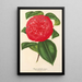 Camellia Marianna Talenti - Charles Antoine Lemaire — ingelijst kunstwerk aan de muur