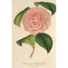 Camellia Mme de Cannart d'Hamal - Charles Antoine Lemaire — weergave van het kunstwerk