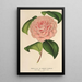 Camellia Mme de Cannart d'Hamal - Charles Antoine Lemaire — ingelijst kunstwerk aan de muur