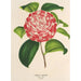 Camellia Nazzari - Charles Antoine Lemaire — weergave van het kunstwerk