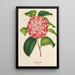 Camellia Nazzari - Charles Antoine Lemaire — ingelijst kunstwerk aan de muur