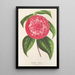 Reproductie van het schilderij Camellia Petazzi - Charles Antoine Lemaire