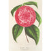 Reproductie van het schilderij Camellia Petazzi - Charles Antoine Lemaire