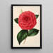 Camellia Poldina Vanturi - Charles Antoine Lemaire — ingelijst kunstwerk aan de muur