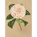 Reproductie van het schilderij Camellia Principessa Clotilde - Charles Antoine Lemaire