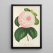 Reproductie van het schilderij Camellia Reine des Beautés - Charles Antoine Lemaire