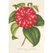 Reproductie van het schilderij Camellia Souvenir d'Émile Defresne - Charles Antoine Lemaire