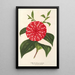Reproductie van het schilderij Camellia Stella Polare - Charles Antoine Lemaire