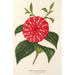 Reproductie van het schilderij Camellia Stella Polare - Charles Antoine Lemaire