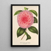 Reproductie van het schilderij Camellia Teresita Canzio Garibaldi - Charles Antoine Lemaire