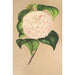 Camellia Vesillo dell'Arno - Charles Antoine Lemaire — weergave van het kunstwerk