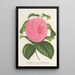 Reproductie van het schilderij Camellia Vicomte de Nieuland - Charles Antoine Lemaire
