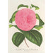 Reproductie van het schilderij Camellia Vicomte de Nieuland - Charles Antoine Lemaire