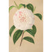 Camellia Virginia Franco - Charles Antoine Lemaire | Schilderij — weergave van het kunstwerk