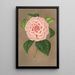 Reproductie van het schilderij Camellia Vittorio Emmanuele II - Charles Antoine Lemaire